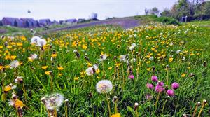 Wildflowers